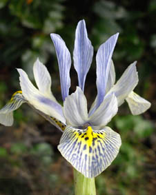 Iris histrioides 'Katharine Hodgkin'